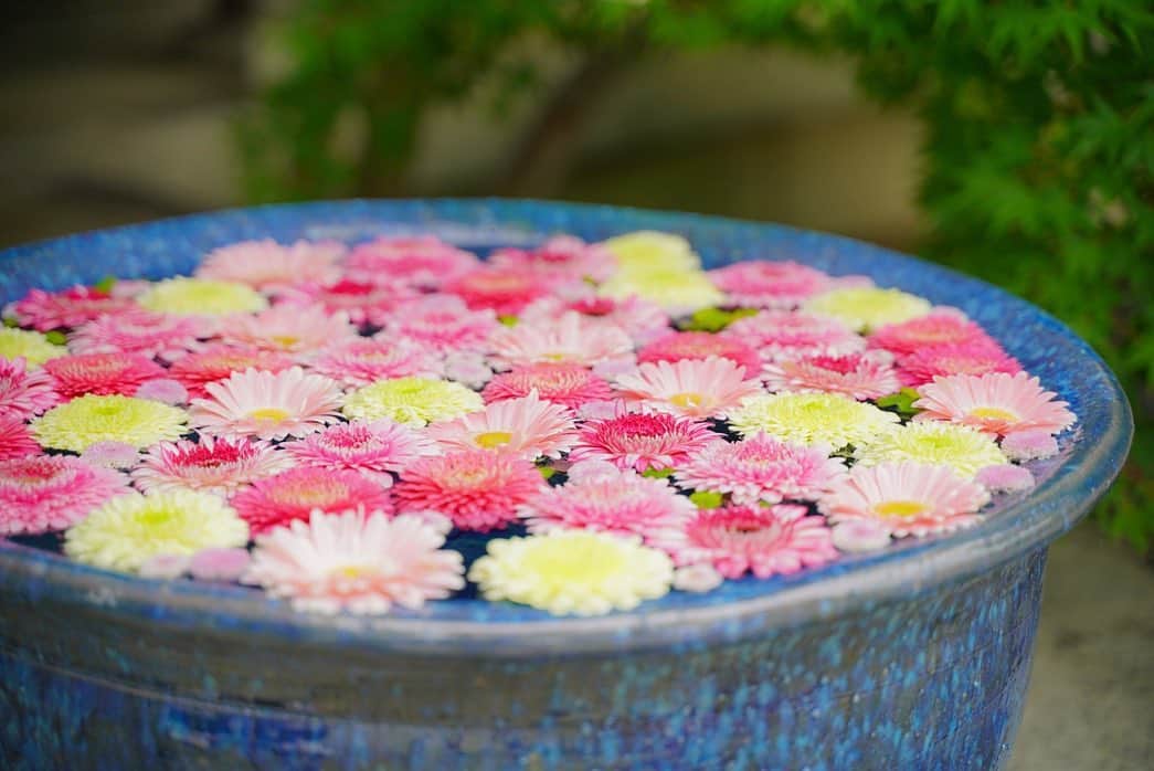 中野区在住のミニシュナのInstagramさんのインスタグラム写真 - (中野区在住のミニシュナのInstagramInstagram)「⑅︎◡̈︎* ・ 花手水さんと一緒にこんばんワン🐾 綺麗な花々にうっとりしちゃったイヴです♥︎︎∗︎*ﾟ ・ 一度見てみたかった『花手水』を見に行って来ました！ ・ こちらの花手水をプロデュースしているお花屋さん　@hanasakuminaru にも念願かなって行けました◡̈⃝︎⋆︎* ・ 想像以上に素敵なお花がたくさんで、我が家のベランダガーデニングも一気に華やかになりましたょ✿︎˘︶˘✿︎ ).｡.:* ♬︎*゜ ・ #花手水  #花と犬  #はなまっぷ2020  #ジェニッカーズ  #dogenic #love_bestjapan #daily_photo_jpn #わんことおでかけ #doglife #doglover #inuくらぶ_jpn #しゅなら部 #ミニチュアシュナウザー #ミニシュナ #シュナウザー #miniatureschnauzer #schnauzer #schnauzerofinstagram #schnauzer_lovers #schnauzer_of_instagram #asianfusiongrooming #inulog  #todayswanko  #inutokyo  #inutome #dogsta #insta_dog #うちの子可愛く撮り隊 #わんこカメラ部 #wooftoday」7月24日 19時33分 - marble_eve