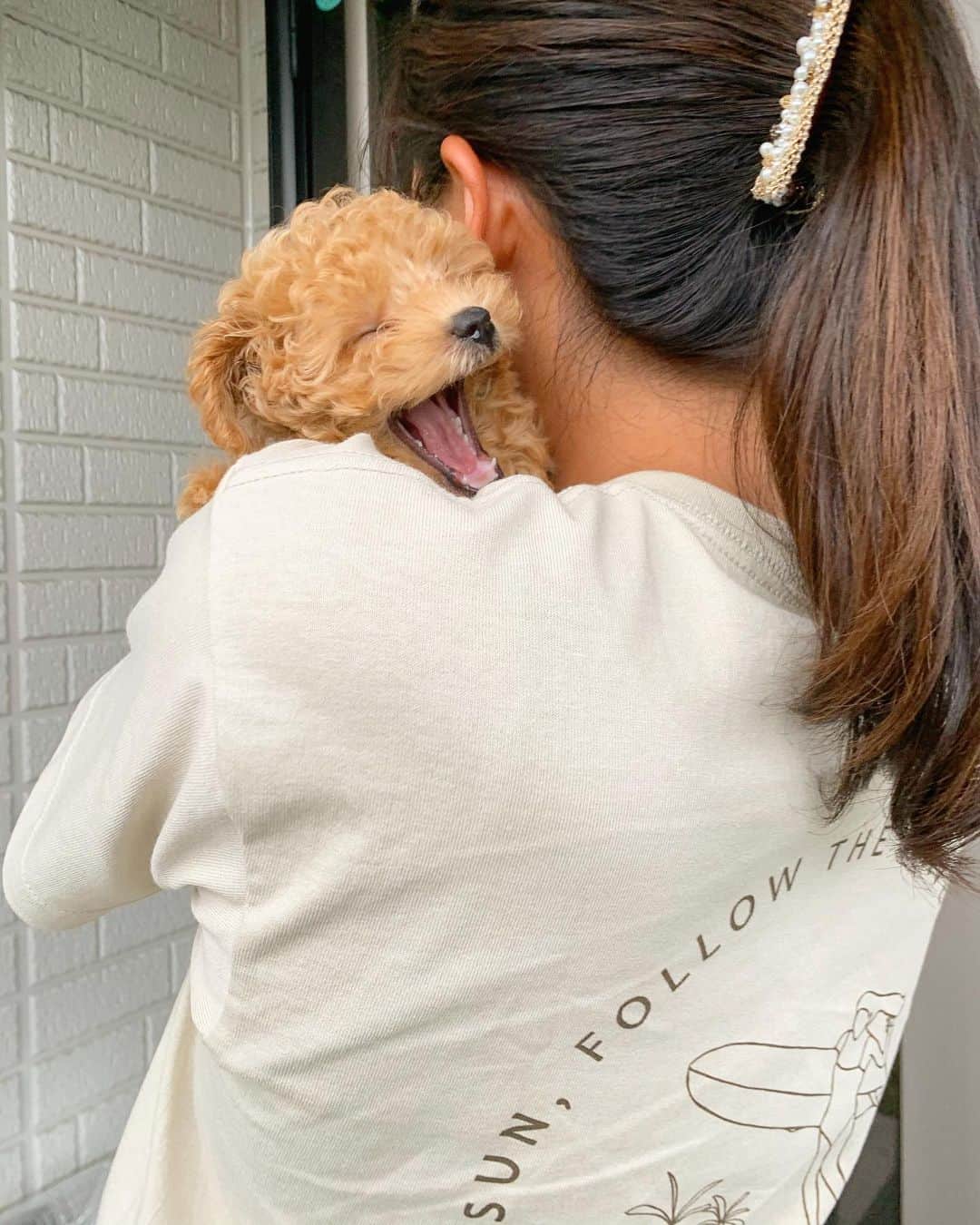 のインスタグラム：「- いい顔してますなぁ〜🐶💕 - #愛犬家への道まっしぐら #あくび #すごい笑ってる様に見える #タイニープードル #アプリコット #いぬのきもち #mocaとの生活」