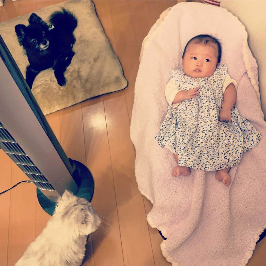 SATOKOさんのインスタグラム写真 - (SATOKOInstagram)「今日も３人で定例の会議が行われている。 #赤ちゃんと犬と猫 #babyanddogandcat」7月24日 19時48分 - fc_satoko