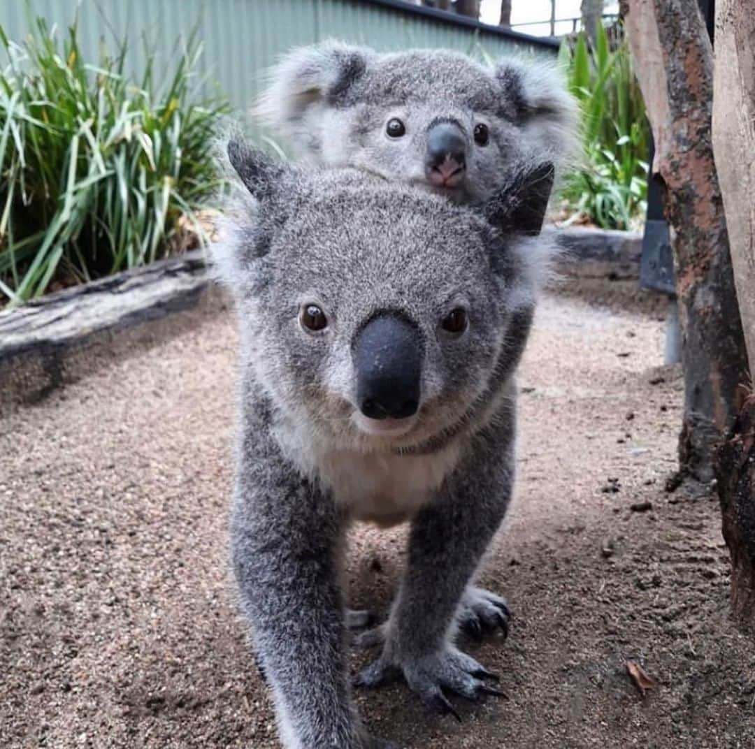 Australiaさんのインスタグラム写真 - (AustraliaInstagram)「Oh, to be a baby #koala and get free piggybacks all day 🐨 This adorable #joey and its mum live at the @australianreptilepark, under the care of an incredible team of animal advocates led by the legendary @timswildlife. This #wildlife park in the @lovecentralcoastnsw is set on nine hectares of land and it’s just over an hour’s drive from either @sydney or @citynewcastle.au, making it the perfect day trip option. #seeaustralia #loveNSW #lovecentralcoast」7月24日 20時00分 - australia