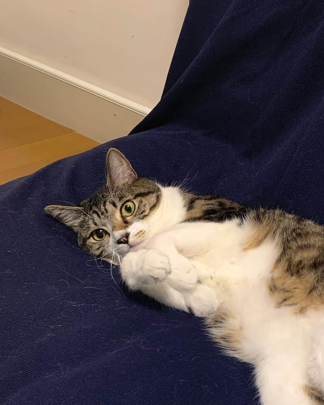 AO のインスタグラム：「うらめしや〜 この松ちゃんお気に入り🐈 久々fans更新したからみてね〜 #猫#うらめしや#松本」