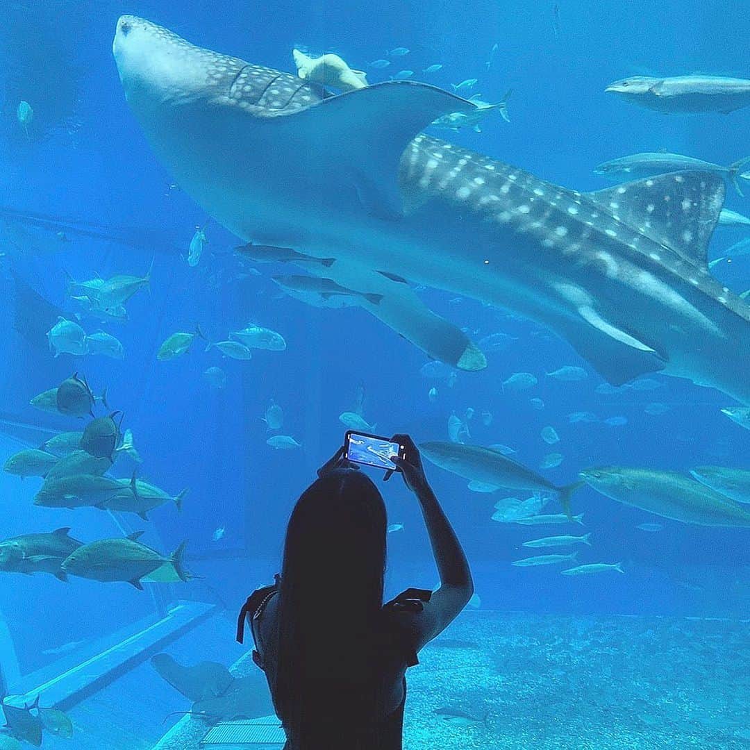 ぐんじりなのインスタグラム：「. . ニモも泳げるよスイスイ🐟 . #美ら海水族館 #沖縄旅行　#셀카 #셀피 #셀스타그램 #얼스타그램 #메이크 오키나와　#오키나와여행」