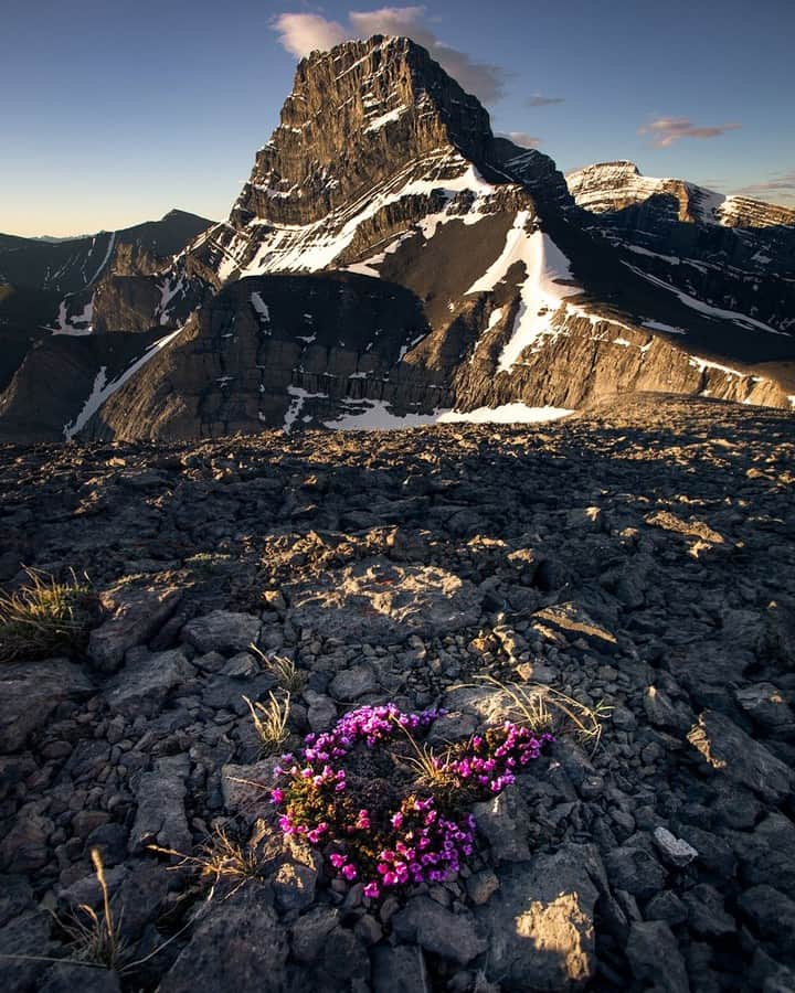 National Geographic Travelさんのインスタグラム写真 - (National Geographic TravelInstagram)「Photo by Kahli Hindmarsh @kahliaprilphoto  I am always amazed at the altitudes where wildflowers can grow, as seen here in Alberta, Canada. Even in the harsh wind and temperatures, they seem to thrive up high in the mountains!」7月24日 21時07分 - natgeotravel