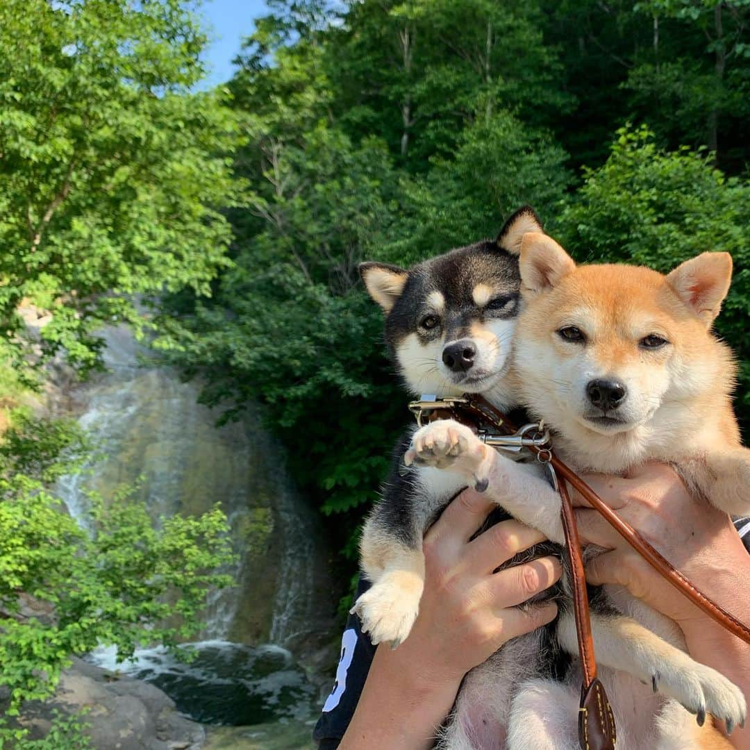 豆柴なつ&ふゆさんのインスタグラム写真 - (豆柴なつ&ふゆInstagram)「Memories of Hokkaido😊‼️ 旅の思い出😊‼️ カムイワッカの滝🌟  #思い出　#tbt #知床　#カムイワッカ湯の滝  #北海道　#北海道旅行 #travel　#滝 #旅行 #flowerstagram  #shibaaddict #shibaaaaainu  #わんダフォ #shibamania  #pecoいぬ部 #shiba_snap  #instashiba#cutedogs  #柴犬#shiba #shibainu #shibastagram  #pecoいぬ部 #犬バカ部  #instafollow #dogoftheday  #🐕📷 #theshibasociety  #柴#proudshibas  #柴犬ライフ」7月24日 21時11分 - mameshiba.natsuinu56