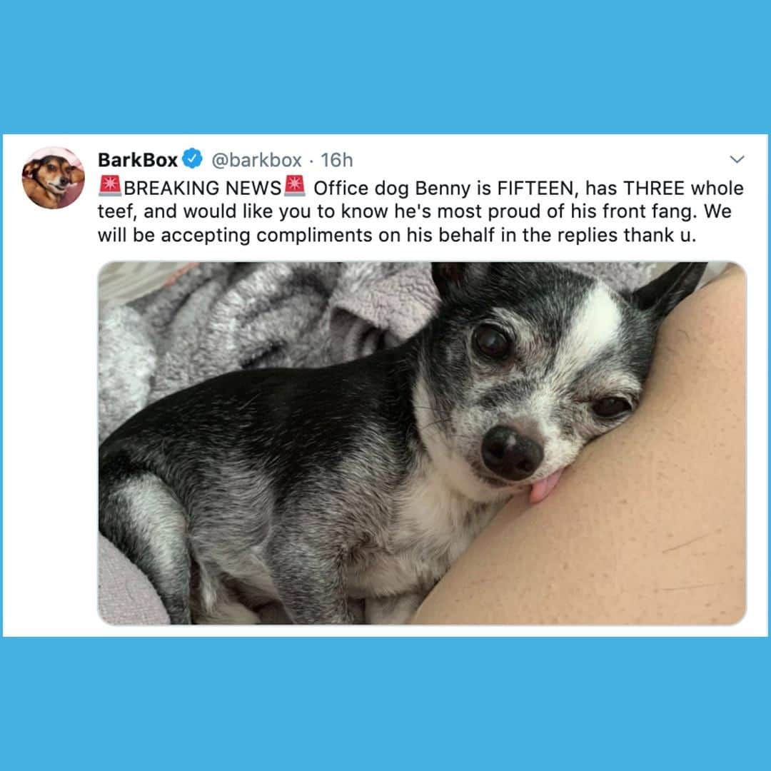BarkBoxさんのインスタグラム写真 - (BarkBoxInstagram)「please leave a compliment for resident good boi Benny in the comments ❤️」7月24日 21時30分 - barkbox