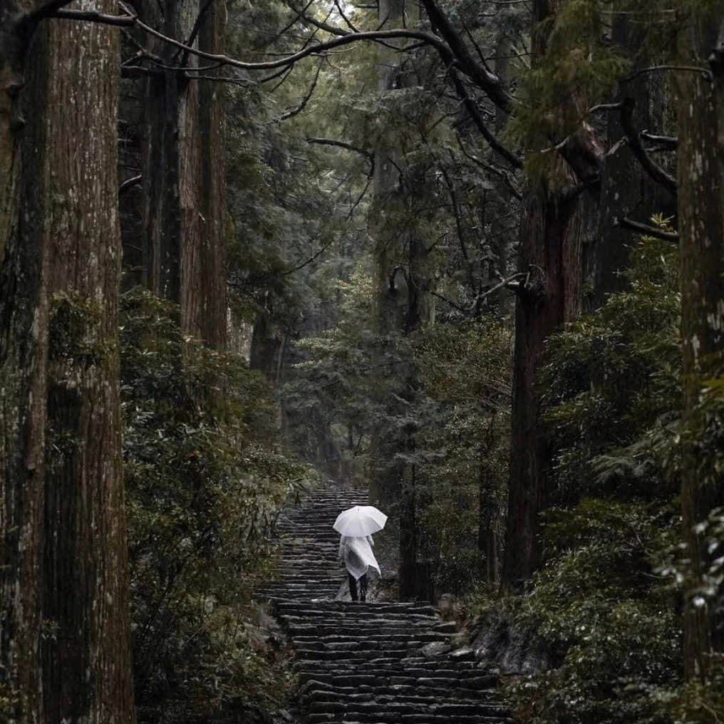 エアアジアさんのインスタグラム写真 - (エアアジアInstagram)「This is us trying not to miss traveling, but failed. It’s not a folklore when we say you can now paint the skies red again.  #flashbackfriday to some of our favorite out in the woods trips of our Allstars and friends around Asia.🌴❤️✈️  #AirAsia #Folklore」7月24日 21時41分 - airasiasuperapp
