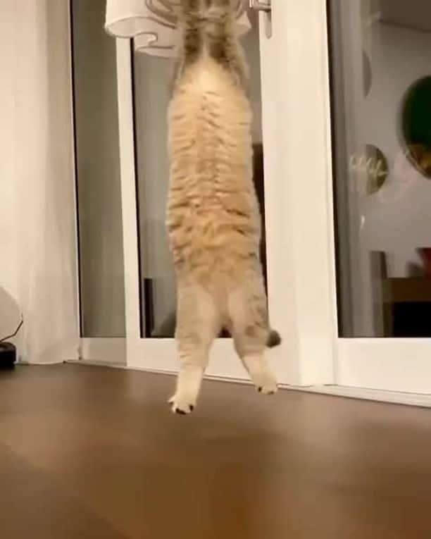 のインスタグラム：「[🔊]Cats are super funny creatures that make us laugh⠀ ⠀ 🎥@lumi_zola_cats⠀ ⠀ #meowed #lumizolacats #soundon #volumeup #🔊#Switzerland #BSH #britishshorthair #playfulcat #sillycat」