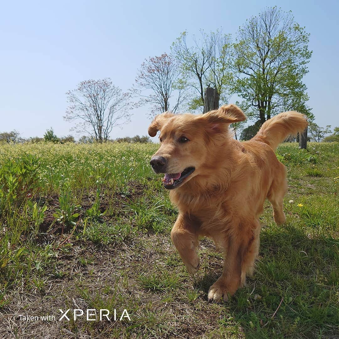 Sony Mobileさんのインスタグラム写真 - (Sony MobileInstagram)「For faithful, fast-moving friends. Get closer to playtime with real-time Eye AF technology, designed to focus on both animal and human subjects like this happy chap, captured with the 24mm lens on Xperia 1 II.  #TakenWithXperia #Xperia1II #Xperia #Sony #SonyXperia #SmartphonePhotography #MobilePhotography #Photography #EyeAF  24mm  1/1400s  f/1.7  ISO100 24mm  1/2500s  f/1.7  ISO64」7月24日 22時01分 - sonyxperia