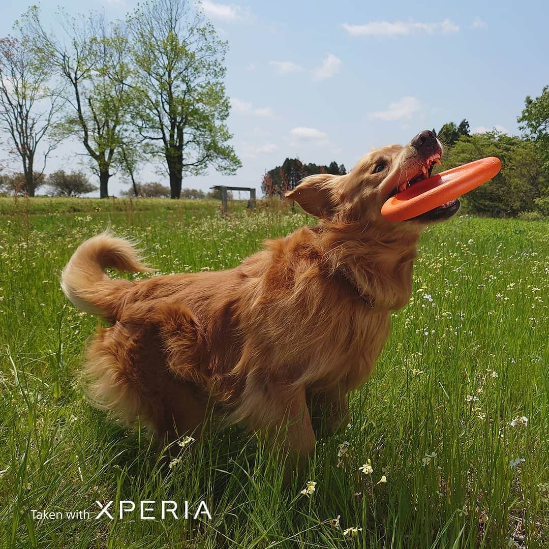 Sony Mobileさんのインスタグラム写真 - (Sony MobileInstagram)「For faithful, fast-moving friends. Get closer to playtime with real-time Eye AF technology, designed to focus on both animal and human subjects like this happy chap, captured with the 24mm lens on Xperia 1 II.  #TakenWithXperia #Xperia1II #Xperia #Sony #SonyXperia #SmartphonePhotography #MobilePhotography #Photography #EyeAF  24mm  1/1400s  f/1.7  ISO100 24mm  1/2500s  f/1.7  ISO64」7月24日 22時01分 - sonyxperia