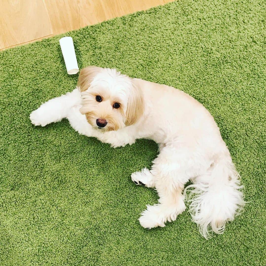 北山陽一のインスタグラム：「まもるのあきた？#きたやまおもち」