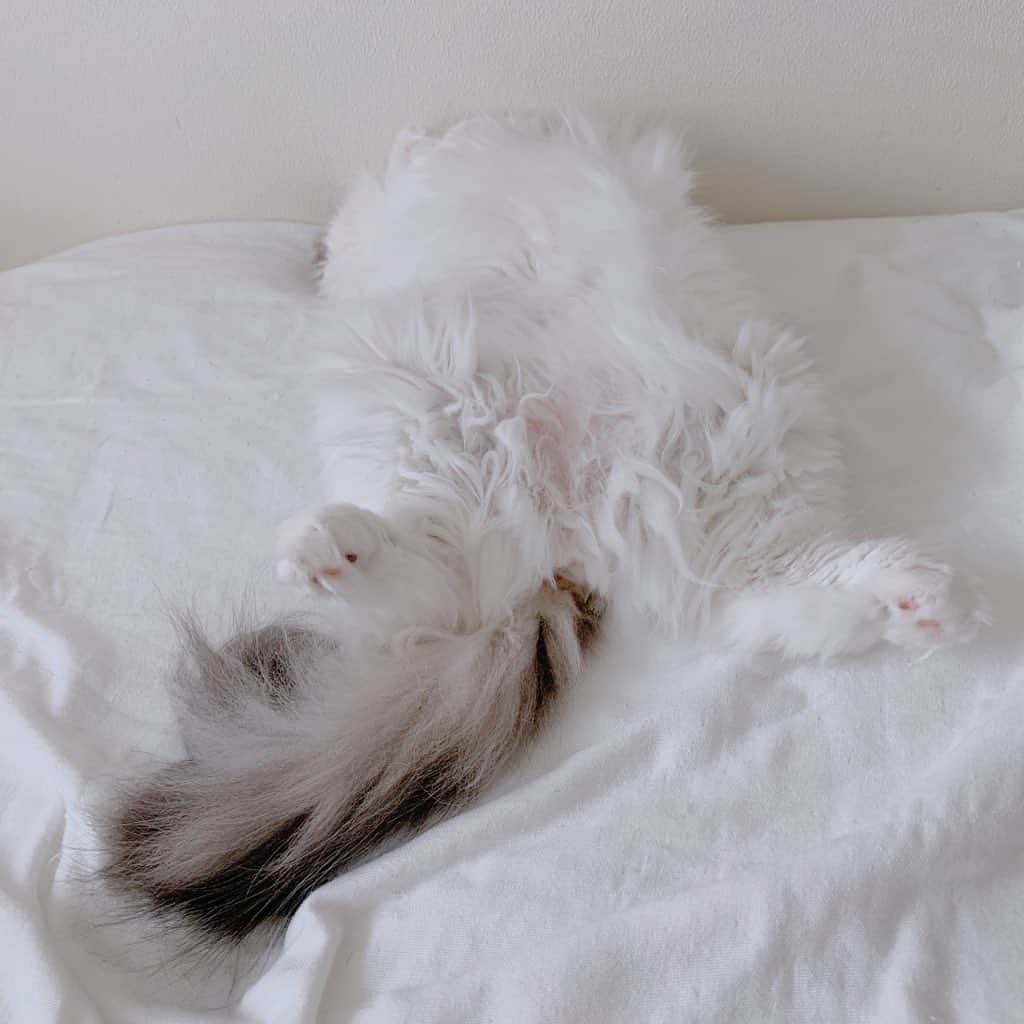 のんたのインスタグラム：「いろいろなぱんちゃん  ①四角いねこになったぱんちゃん ② #ラブい横幅 の仲間入り ③私の枕の横でこの寝顔 ④いつでも自由なぱんちゃん ・ #scottishfold #catstagram_japan #catsofinstagram #cats_of_instagram#catoftheday #ilovemycat #bestmeow #catlover #cutecat #kittensofinstagram #cute #スコティッシュフォールド#scottishfoldlovers」
