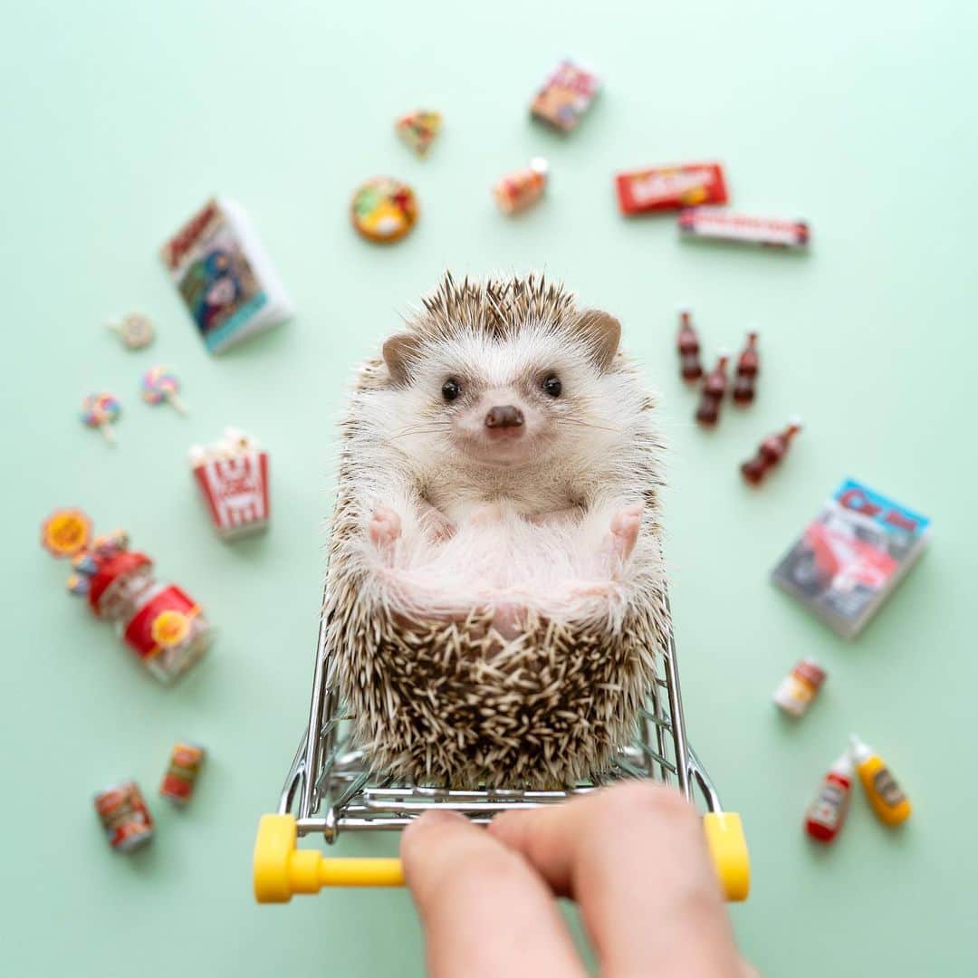 ダーシーのインスタグラム：「I’ll buy whatever you want.🛒🍭🍿📚🐛✨」