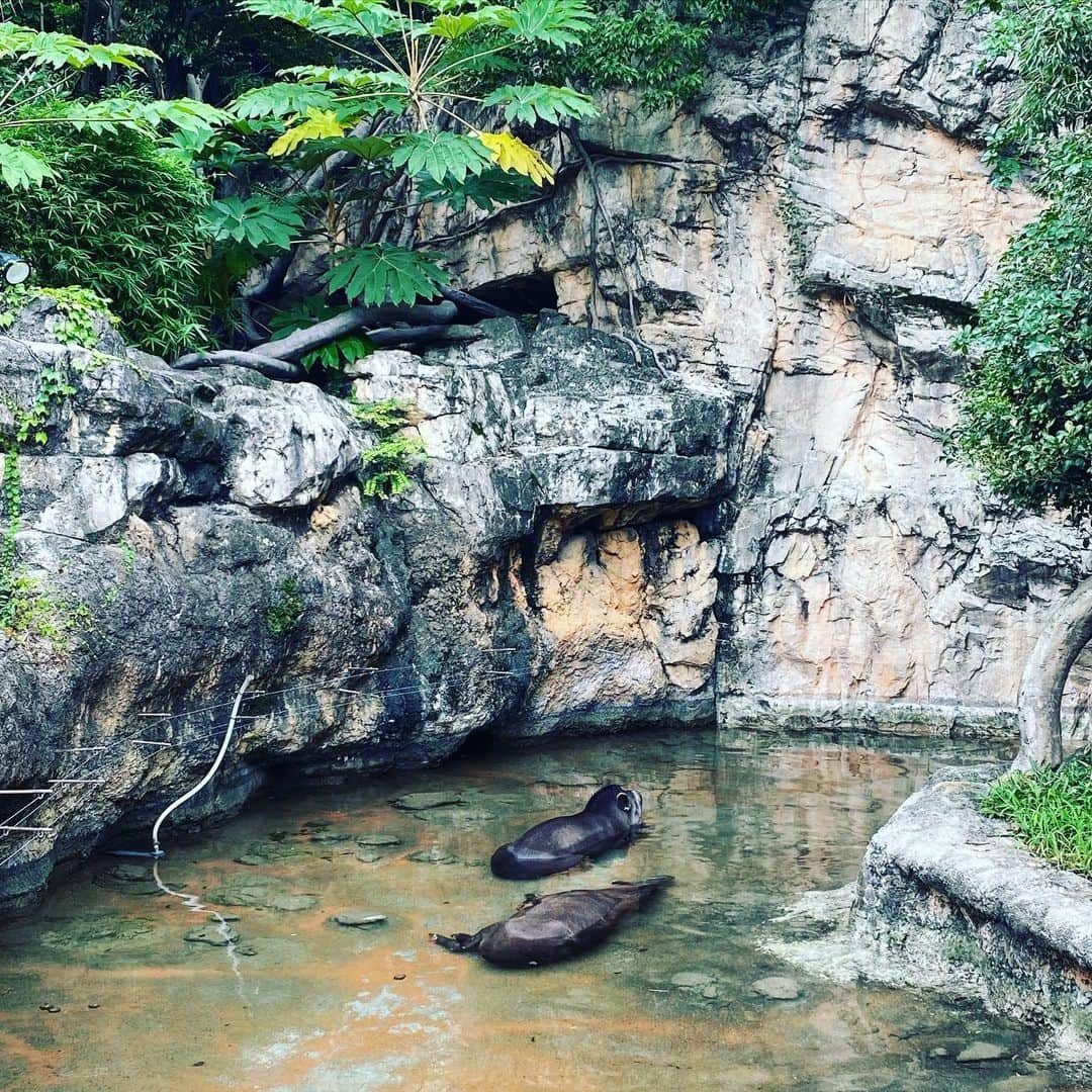 森永理科さんのインスタグラム写真 - (森永理科Instagram)「#上野動物園　に行ってきた〜 コロナ渦で気分でお散歩〜というわけにもいかず、事前予約をしておいて行ってきました。 早く、行きたい時にフラッと行けるようになりたいな〜  バクが仲良く水浴びしてたよ。 ハムスターのぬいぐるみ はムキムキで強そうでした。 パンダは撮影禁止になってたけど、えらい楽しそうにしてました。」7月24日 22時35分 - likamorinaga