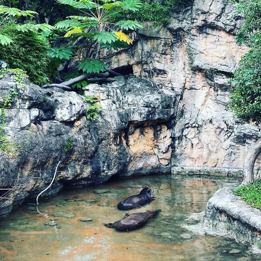 森永理科のインスタグラム：「#上野動物園　に行ってきた〜 コロナ渦で気分でお散歩〜というわけにもいかず、事前予約をしておいて行ってきました。 早く、行きたい時にフラッと行けるようになりたいな〜  バクが仲良く水浴びしてたよ。 ハムスターのぬいぐるみ はムキムキで強そうでした。 パンダは撮影禁止になってたけど、えらい楽しそうにしてました。」