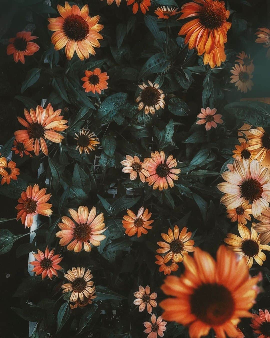 柳澤麻衣のインスタグラム：「The colorful rudbeckias cheer me up. Have a lovely weekend to all 🧡 ビタミンカラーのルドベキア。元気をもらえます☀️」