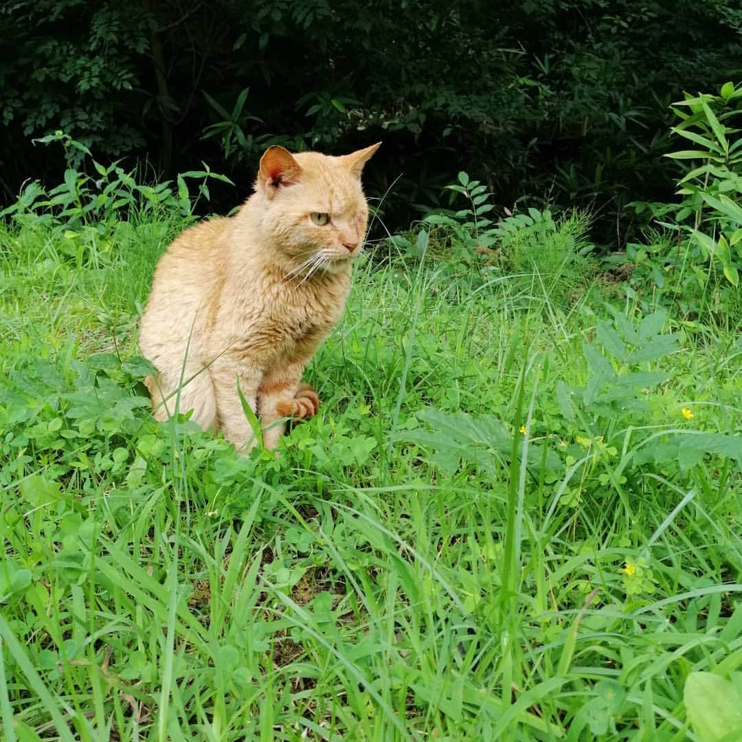 翠千賀さんのインスタグラム写真 - (翠千賀Instagram)「出会い。傷だらけの猫ちゃんに会ったの。片目と両耳傷だらけ…(泣) 長生きしてほしいな…#野良猫 　#長生きしてね 　#可愛かった　#たくましい 　#猫好き 　#にゃんすたぐらむ🐾」7月24日 22時45分 - chika.midori