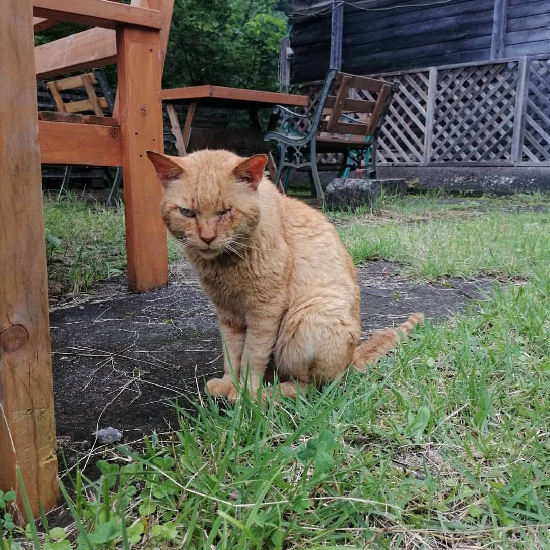 のインスタグラム：「出会い。傷だらけの猫ちゃんに会ったの。片目と両耳傷だらけ…(泣) 長生きしてほしいな…#野良猫 　#長生きしてね 　#可愛かった　#たくましい 　#猫好き 　#にゃんすたぐらむ🐾」