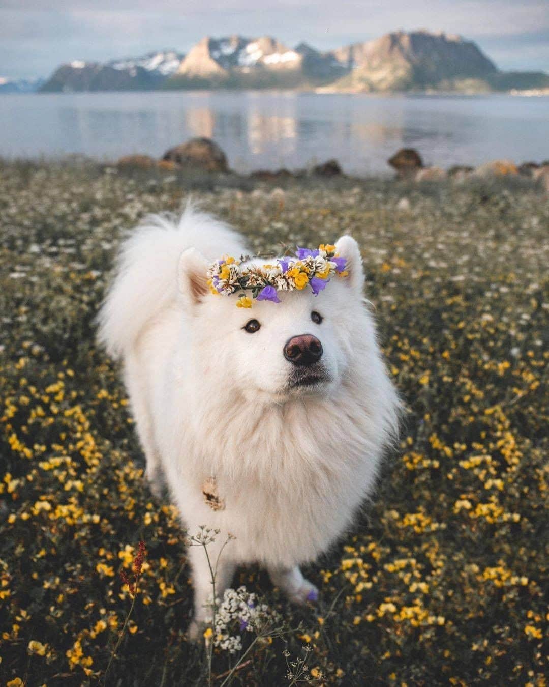 8crapさんのインスタグラム写真 - (8crapInstagram)「Who’s prettier? Flowers or me? - Want to get featured like him? Join “The Barked Club” on FACEBOOK and post something now! 👉 barked.com - 📷 @edwinsamoyed - #TheBarkedClub #barked #dog #doggo #Samoyed」7月24日 23時00分 - barked