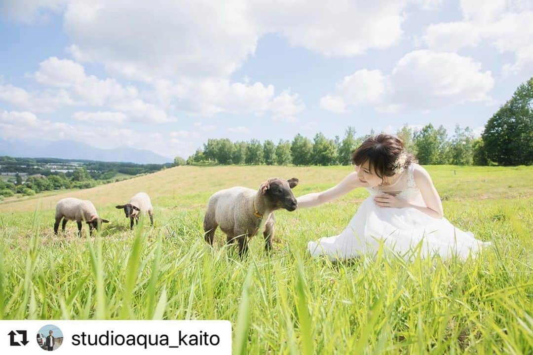 STUDIO SOLAさんのインスタグラム写真 - (STUDIO SOLAInstagram)「#Repost @studioaqua_kaito with @make_repost ・・・ 人懐っこい羊に癒されました🐏🐏🐏﻿ この後はラベンダー撮影で「北海道満喫コース♪」でした🐮﻿ ﻿ ﻿ ------------﻿ ❁Photographer﻿ @studioaqua_kaito﻿ -------------﻿ ﻿  #ウェディングドレス #スタジオアクア浅草店 #北海道メディア  #後撮り #スタジオアクア #weddingphoto #wedding #ウェディングフォト #結婚写真 #フォトウェディング #ウェディングヘア #ウェディングヘアスタイル #結婚式コーデ #ロケーション撮影 #前撮り #花嫁準備 #花嫁コーディネート #ウェディング #卒花嫁#結婚準備 #花嫁  #撮る結婚式　#tokyocameraclub #hueart_life #cherish_photo_days  #good_portrait_world #lovers_nippon_portrait #カップルフォト #マリクル」7月24日 23時02分 - studiosola_hokkaido