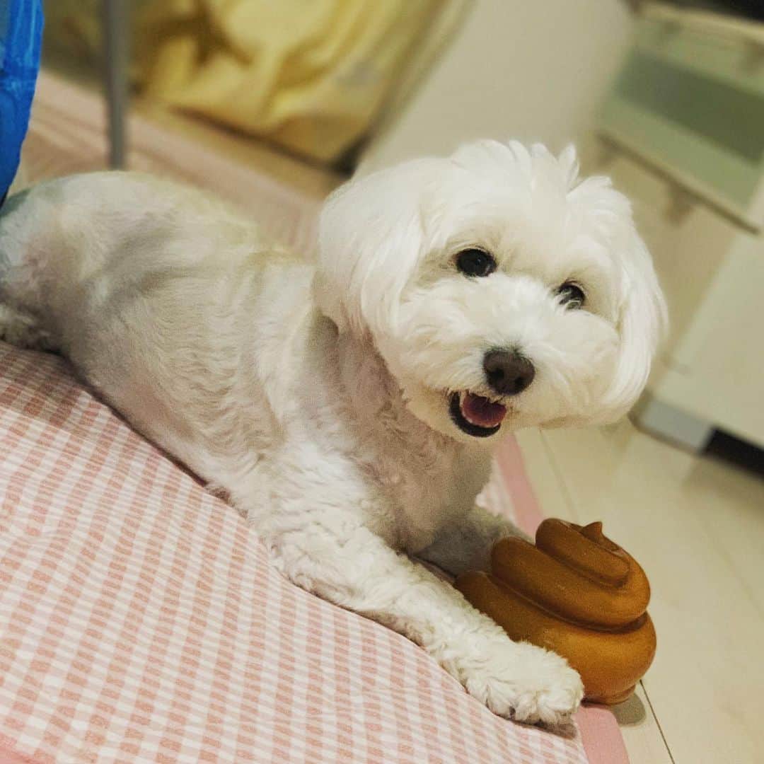 高橋ふみやのインスタグラム：「ラクちん参上(笑) このうんちオモチャが お気に入りのラク！！  何故、いっぱいあるおもちゃで これがお気に入りなのか 不明だ。。🤣  #犬 #わんちゃん  #ダップー」