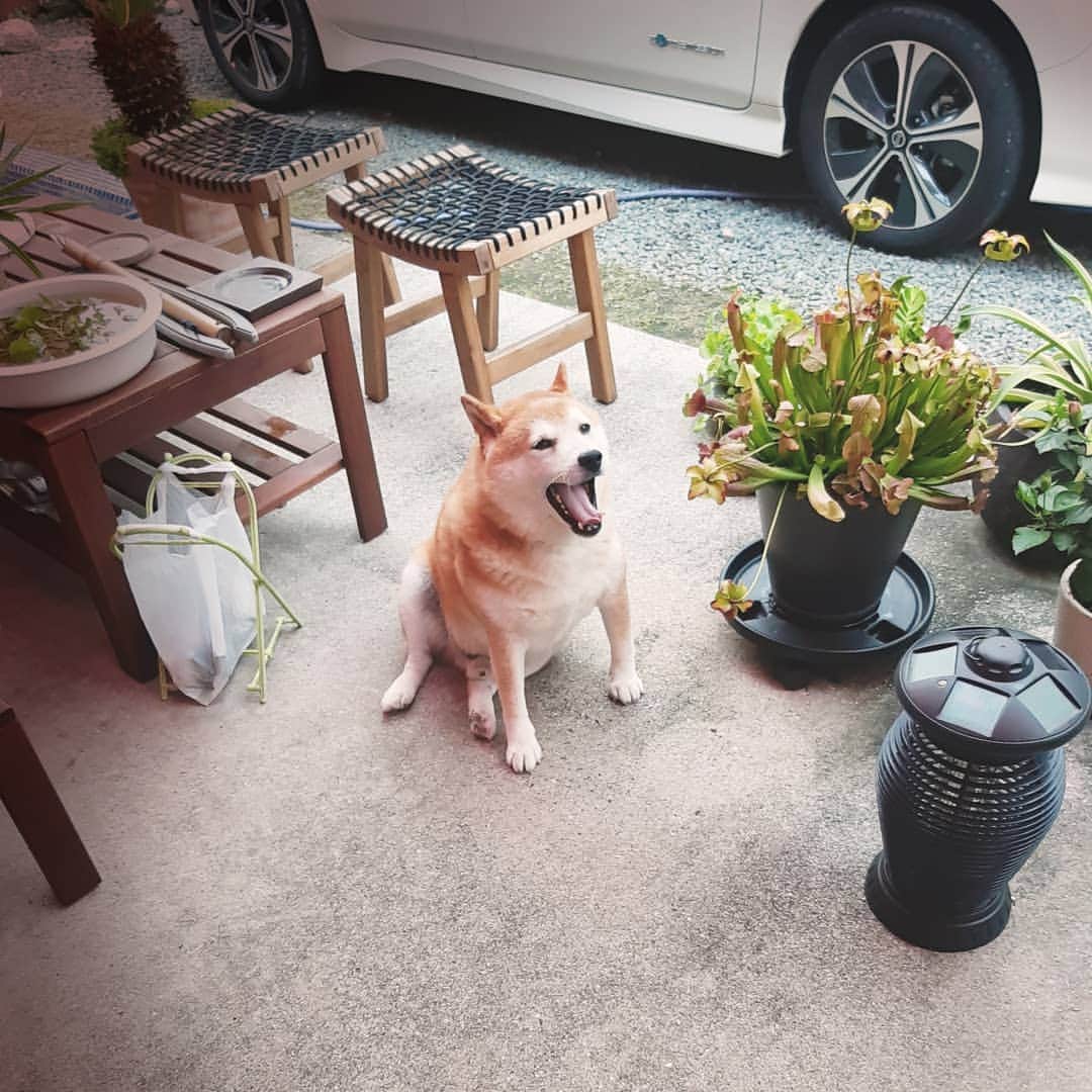 柴犬 たろさんのインスタグラム写真 - (柴犬 たろInstagram)「⋆*✩  どーもタロちゃんです！ iPhoneが写真でパンパンになって、写真が撮れなくなったから、Androidで写真撮ってみたよ🐻🖤 夏になると少し痩せるから、ガリガリのげっそりタロちゃんです🐷💜 *✰ * #柴犬 #shibainu #japanesedog」7月24日 23時11分 - tarochantarochan