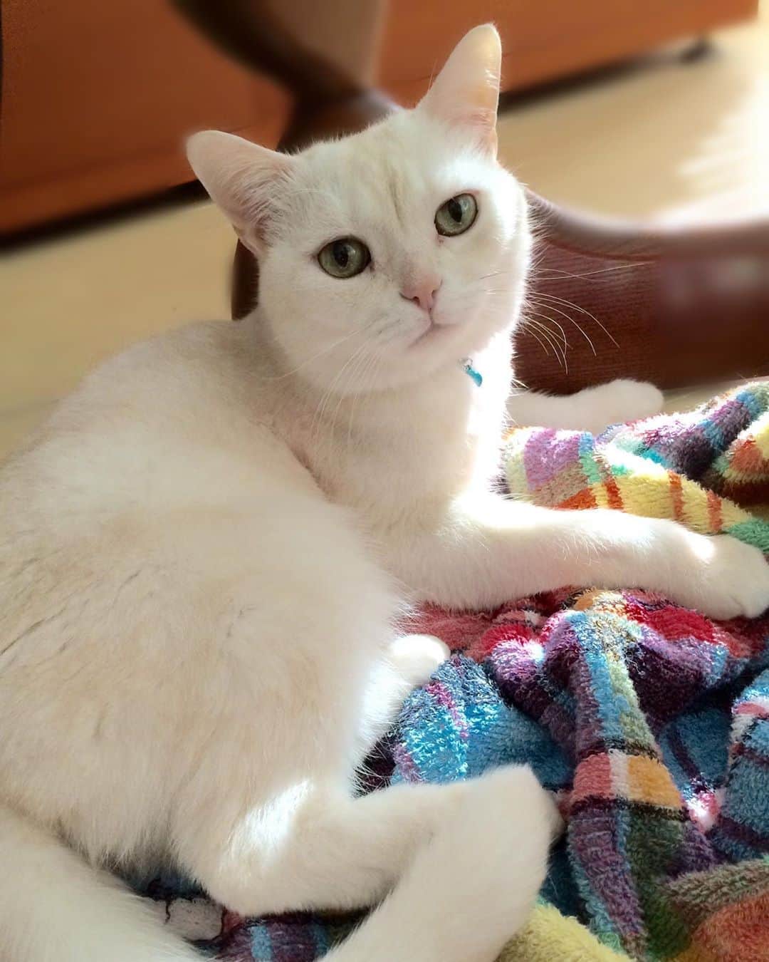 のインスタグラム：「(そんなわけでこちらは本物 笑笑)・・・私が18歳から一緒の #愛猫 #ミロ です！ #🐱 元気で長生きに感謝🙏 幸せ者です飼い主、、ずっと相思相愛✨ ミロにはいっぱい癒しをもらってる！ これからもずっと私が守る☺️ あーーーーー愛してる❤️❤️❤️❤️❤️❤️❤️❤️❤️❤️❤️❤️❤️❤️❤️❤️❤️❤️❤️❤️❤️❤️❤️❤️❤️❤️❤️❤️❤️❤️❤️❤️❤️❤️❤️❤️❤️❤️❤️❤️ ・ ・ #アメリカンショートヘア #クリームシェーデット #シェーデットクリーム #meow #instagramcats #catstagram #ilovemycat #cat #instacat #catsofinstagram #猫 #catlover #ねこ #にゃんすたぐらむ #ねこすたぐらむ #ネコ #猫のいる暮らし #にゃんこ #cats #猫好き #猫がいる生活 #猫との暮らし #猫大好き #ねこら部 #neko #ニャンスタグラム #🐈」