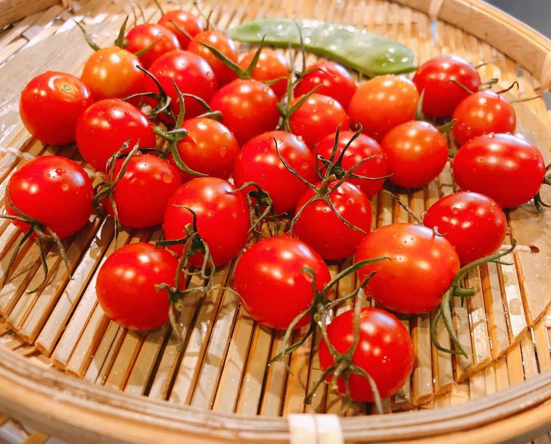 石原詢子さんのインスタグラム写真 - (石原詢子Instagram)「ベランダ菜園のプチトマト、収穫 毎日少しずつ色づいて来てます 明日、おうちご飯をするので、みんなで食べます！  #ベランダ菜園 #プチトマト #茄子の花も #いっぱい咲く #つやつや #何をして食べようかな #石原詢子 #今日は母の命日  #静かに過ごします #コロナのため #帰省できませんが #素敵な週末を」7月25日 9時15分 - junko_ishihara.official