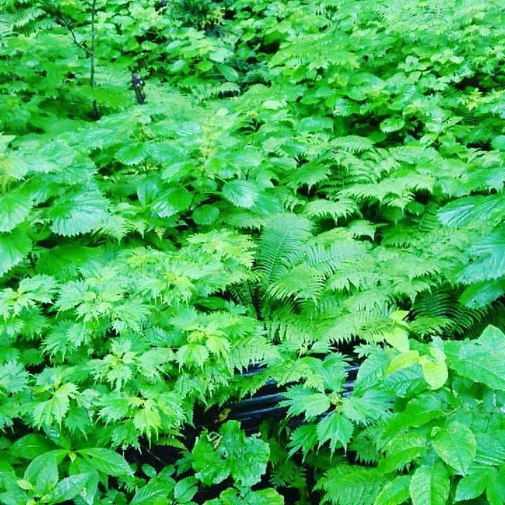 伊勢みずほのグルメインスタ