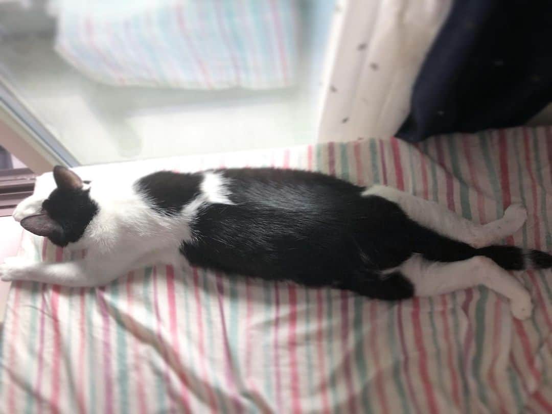 ぽんずのインスタグラム：「ダラけ方がひどい。  #ねこ#猫#cat#猫好き#親バカ#はちわれ#ハチワレ#はちわれ猫#ハチワレ猫#白黒猫部#にゃんすたぐらむ#ilovecat#猫大好き#うちの猫自慢#白黒猫 #我が家のぽんずくん #ちゅーちゅー妖怪」