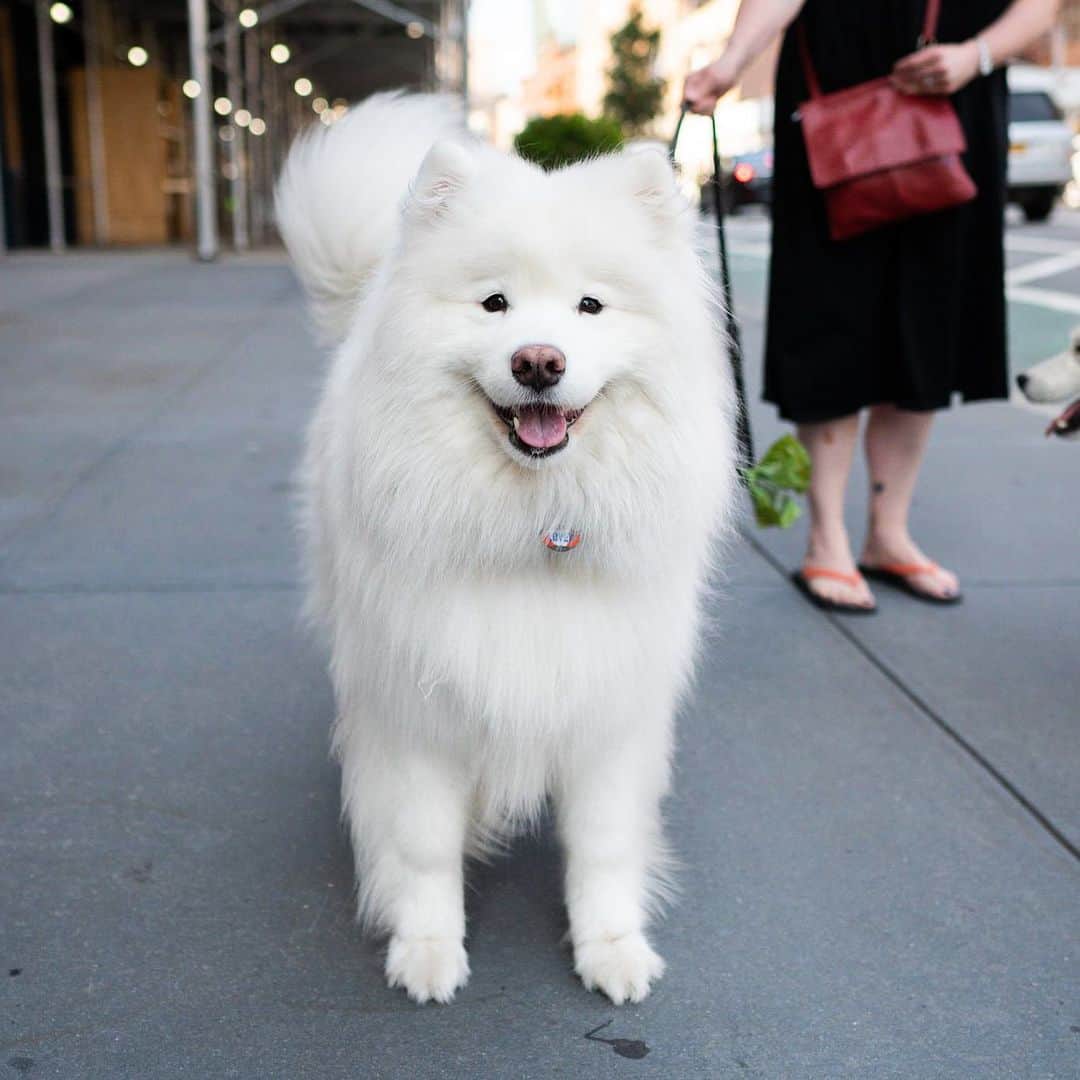 The Dogistさんのインスタグラム写真 - (The DogistInstagram)「Aspen, Samoyed (4 y/o), Lafayette & Great Jones St., New York, NY • “When they did the cheer for the heroes she would go out and bark. She would get excited every night right at 7pm.”」7月25日 9時52分 - thedogist