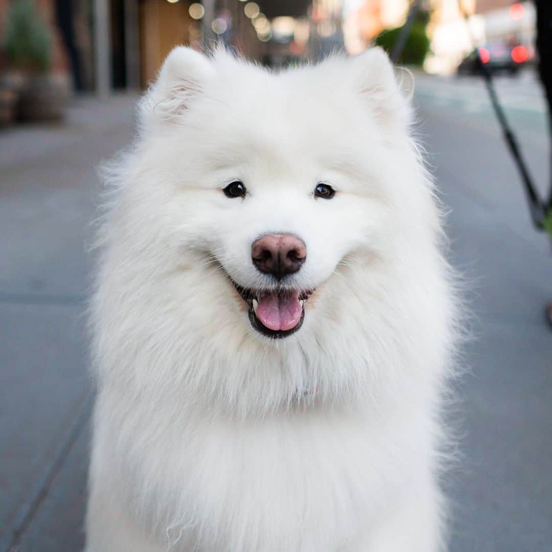 The Dogistさんのインスタグラム写真 - (The DogistInstagram)「Aspen, Samoyed (4 y/o), Lafayette & Great Jones St., New York, NY • “When they did the cheer for the heroes she would go out and bark. She would get excited every night right at 7pm.”」7月25日 9時52分 - thedogist