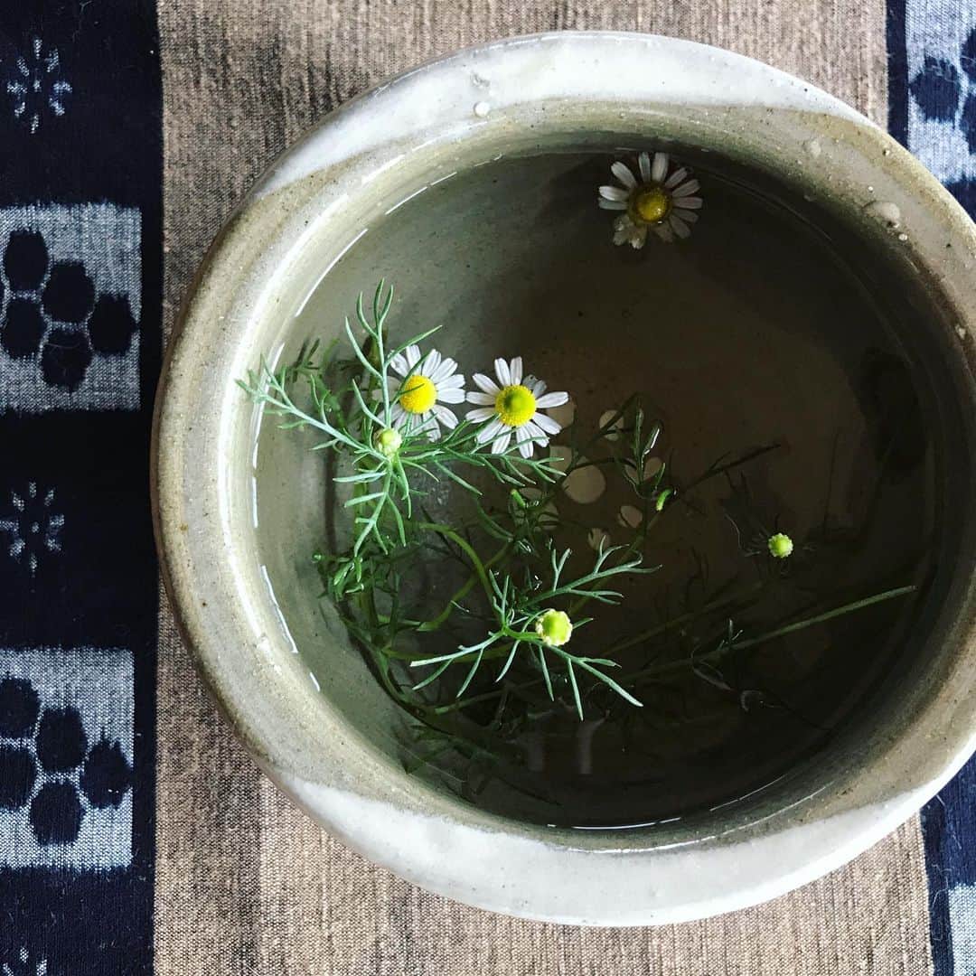 澤田泉美さんのインスタグラム写真 - (澤田泉美Instagram)「今週のお花ちゃん🌼 庭に咲いたカモミールを摘んで水に浮かせてみたの^ ^ まだ咲いていない蕾は、なんと不思議👀 水から顔を出すように伸びてきたよ🌱  生きる力。すごいね。  #カモミール#chamomile #日々勉強#だね #三人のママ」7月25日 9時49分 - izumi.sawada