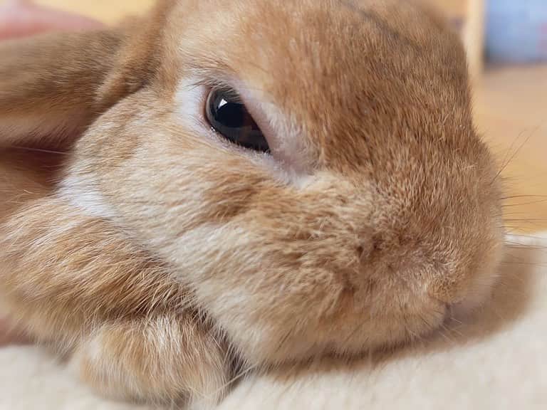 ラン?さんのインスタグラム写真 - (ラン?Instagram)「おはよ🐰 なでこして♡ 今日も朝からすごい雨;(´•௰•`)☂ お出かけする予定もないけど。 なでなでしながら2度寝～ (　_´ω`)__(´ω`_)⌒)_💕 ☆  #うさぎ #ネザーランドドワーフ #rabbit #bunny #bunnystagram  #rabbitstagram  #cute  #かわいい #ふわもこ部  #もふもふ  #zip写真部  #アニマル写真部 #instagramjapan #netherlanddwarf #うさぎと暮らす  #うさぎのいる暮らし #癒し #kawaii #ランちゃん  2020.07.25」7月25日 10時07分 - mofumofuusako