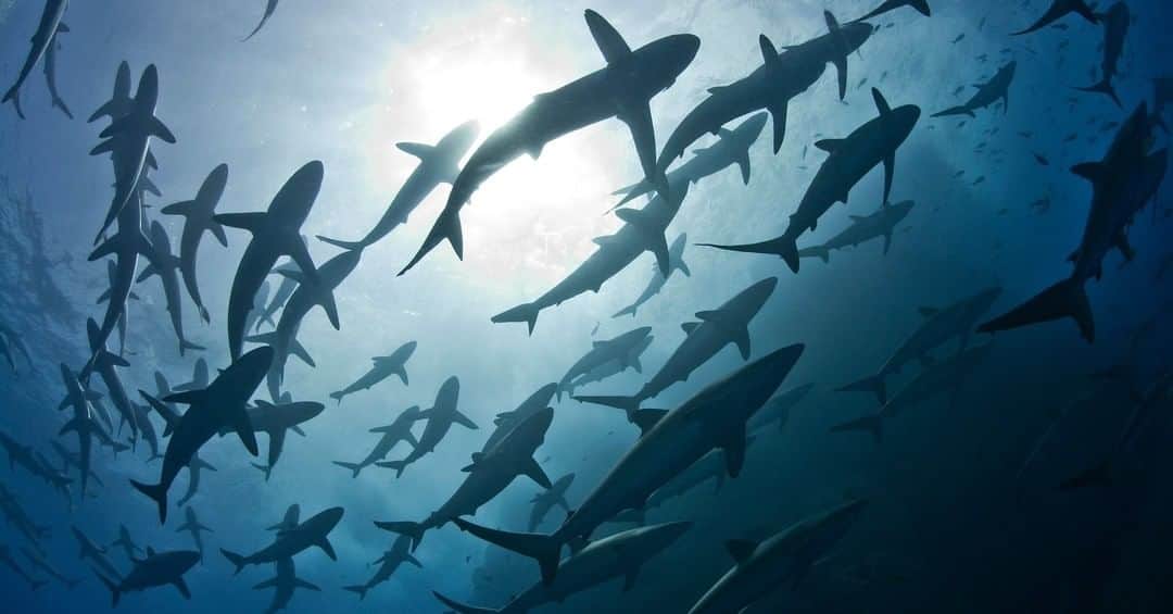 アニマルプラネットさんのインスタグラム写真 - (アニマルプラネットInstagram)「The full schedule for Shark Week 2020 has been announced and everyone is racing to see what will be on tv! See what shows are airing this year when @sharkweek begins Sunday, August 9 on @discovery. Go to Discovery.com/SharkWeekschedule for more!  . . . . . . . #sharkweek #sharks #discoverychannel #sharkpickles #sharkweek2020 #animalplanet #fishfriday #saltwater #ocean #photooftheday #pictureoftheday」7月25日 1時34分 - animalplanet