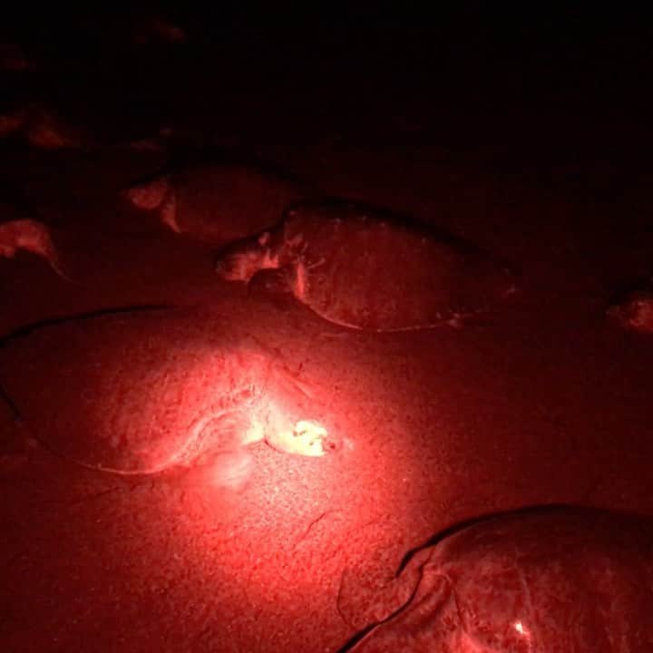 Thomas Peschakのインスタグラム：「Today I want to share a behind the scenes video of one of the most EPIC nights of my life. On assignment for @natgeo I worked with scientists/rangers and used red light (which does not disturb the sea turtles) to reveal a fraction of the more than ten thousand of Olive Ridley turtles that nested on Costa Rica’s Ostional beach during single night in 2018. Watch until the end to see the astonishing number of turtles that carpet the shoreline. @vbezy @ottowhitehead @craigwelch @filipe_deandrade #beachlife #beach #seaturtles」