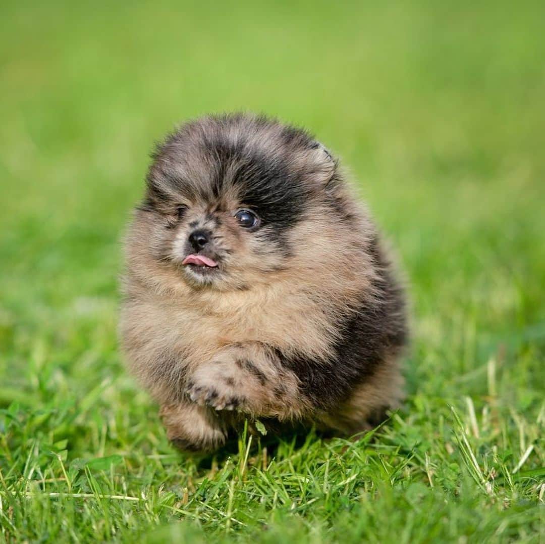 Puppy For Sale.さんのインスタグラム写真 - (Puppy For Sale.Instagram)「Pomeranian # ...