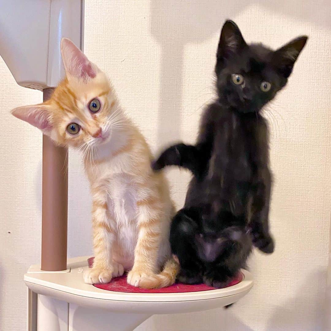 のインスタグラム：「初 #キャットタワー _ #ぺーぽん #cat #kitten #catstagram #catsofinstagram #catsagram #babycat #子猫 #保護猫 #保護ねこ #仔猫 #ねこ #cat_of_instagram #cat_of_world #catlife #catlover #catlovers #fluffy #fluffycat #にゃんすたぐらむ #ねこすたぐらむ #仔猫 #blackcat #orangecat #cattower」