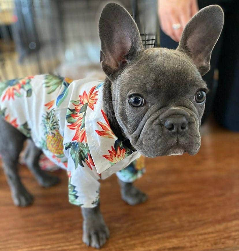 French Bulldogさんのインスタグラム写真 - (French BulldogInstagram)「Did someone say vacation? I’m ready, take me with pleaseee! Hawaiian Shirts by @frenchie.world 🍍🤙🏼☀️🌴 📸 by @dukedablufrenchie . . . . . #frenchie #frenchies #französischebulldogge #frenchbulldog #frenchbulldogs #dog #dogsofinstagram #frenchies1 #bully #bulldog #bulldogfrances #フレンチブルドッグ #フレンチブルドッグ #フレブル #ワンコ #frenchiesgram #frenchbulldogsofinstagram #ilovemyfrenchie #batpig #buhi #squishyfacecrewbulldog」7月25日 2時51分 - frenchie.world