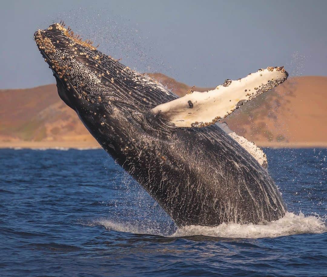Chase Dekker Wild-Life Imagesさんのインスタグラム写真 - (Chase Dekker Wild-Life ImagesInstagram)「Looking for something to do this weekend? Whale watching has been a perfect COVID activity! Come join me out on Monterey Bay this weekend as the conditions looks great and the boats have limited passenger loads, ensuring you get lots of room to social distance. Not to mention the whales have been phenomenal with lots of breaching and lunge feeding displays! Find more info at @sanctuarycruises」7月25日 2時58分 - chasedekkerphotography