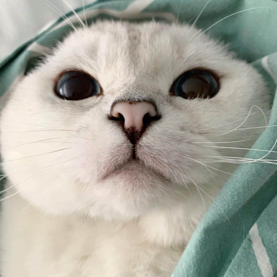 ミスター・ホワイトさんのインスタグラム写真 - (ミスター・ホワイトInstagram)「Boop my nose please 🥰 #love」7月25日 3時06分 - white_coffee_cat