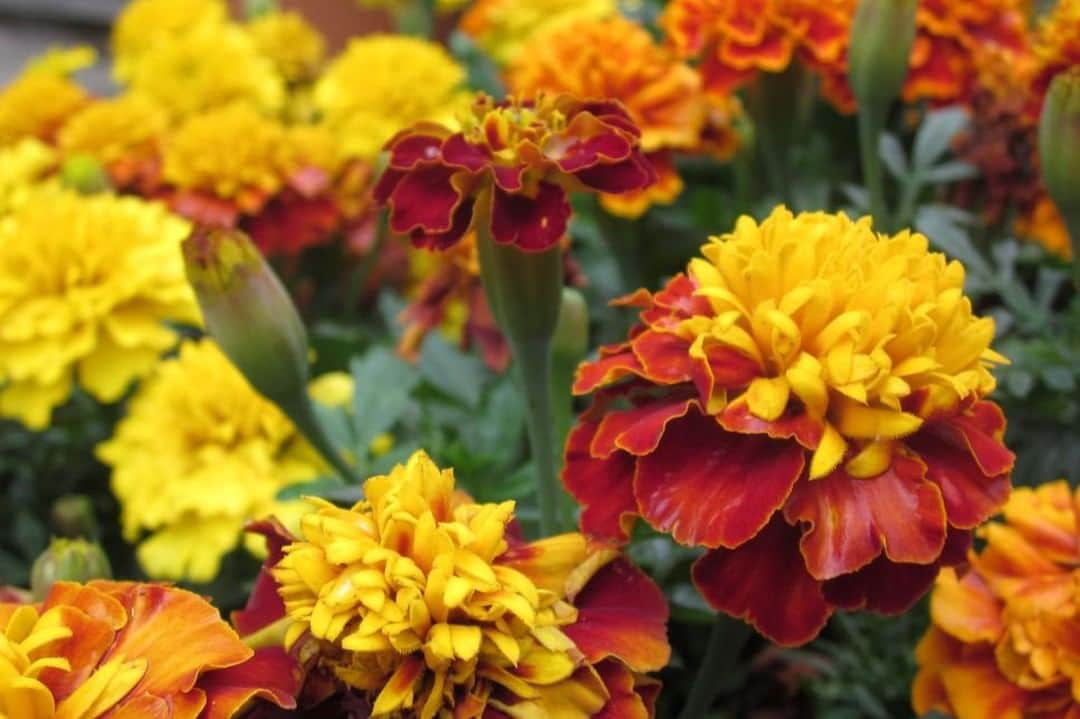 HGTVさんのインスタグラム写真 - (HGTVInstagram)「Got mosquitoes? 🙅‍♀️ 🦟 🙅‍♂️ We've found 10 plants that mosquitoes don't like—such as these marigolds—and you can discover them all at the link in our profile. 🔝⁠ ⁠ Outsmart mosquitoes by using plants that repel or confuse them—so they can’t find you to nibble. 🌼 🌿 Plants act as short-term repellents and used strategically can help deter mosquitoes. 🚫 Learn what you need to know to make the most of mosquito-repelling plants when you visit the link in our bio. ⁠ ⁠ #mosquitoes #pestcontrol #naturalpestcontrol #landscaping #gardening」7月25日 4時01分 - hgtv