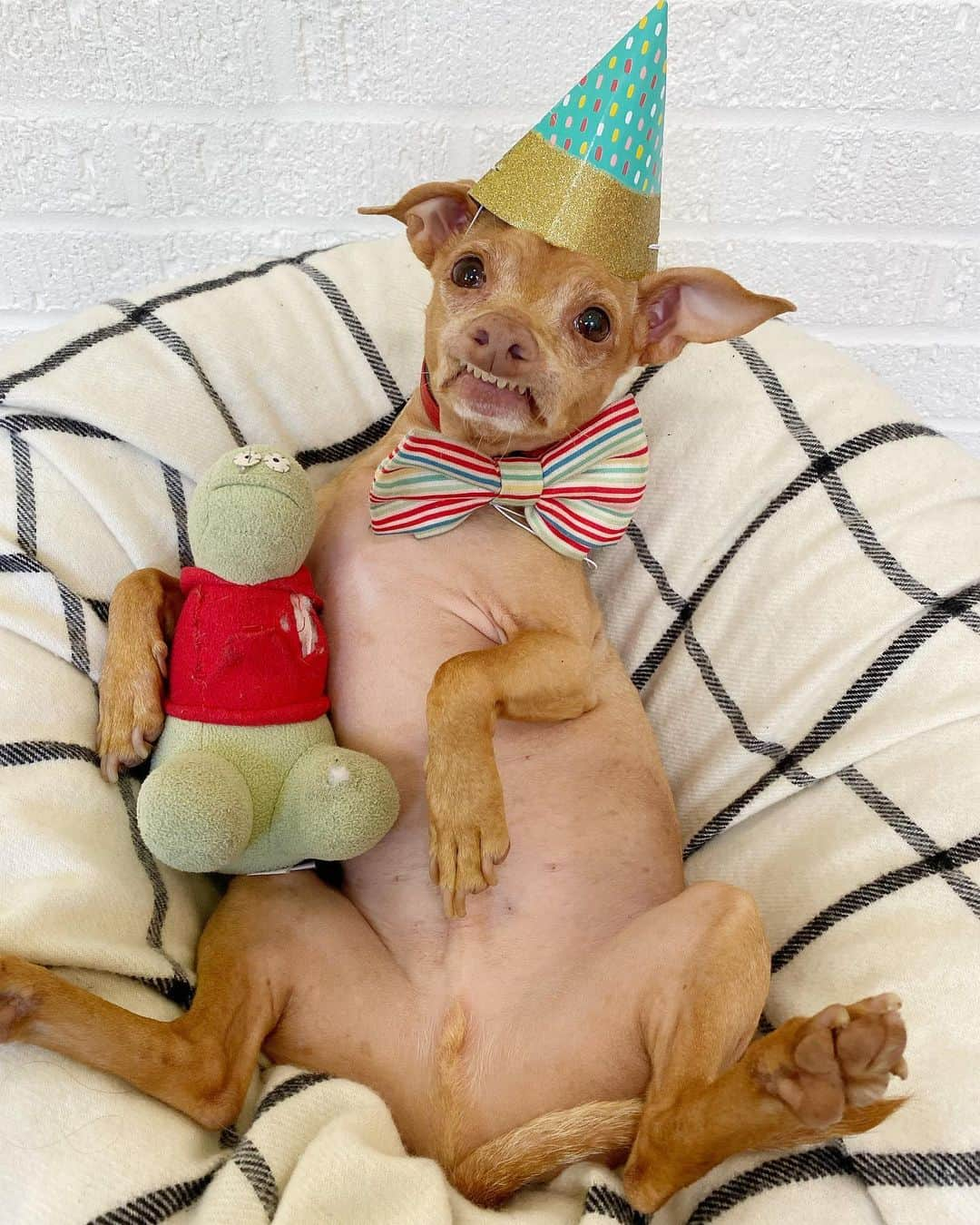 Tuna {breed:chiweenie} さんのインスタグラム写真 - (Tuna {breed:chiweenie} Instagram)「Tuna’s 10th birthday is ONE WEEK from today, and he got in his birthday suit a week earlier just to remind you. To celebrate, we are going to throw a virtual birthday party so that you can all attend. Details are below. In addition, we are also going to be offering a private Zoom after-party for 10 of Tuna followers, but you’ll need to sign up to be randomly selected for that! We’re accepting email submissions thru Sunday, July 26th at 11:59pm EDT. Go to the link in Tuna’s bio to enter to be invited.  -IG LIVE party 2pm PDT/5pm EDT -FB LIVE party 2.15 PDT/5.15pm EDT Both parties will last about 10 minutes.  Hope to see you at one or both!」7月25日 4時01分 - tunameltsmyheart