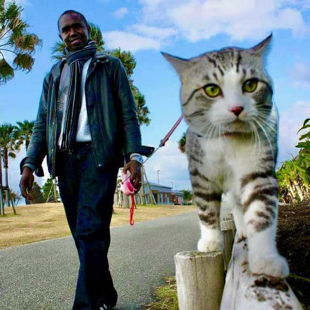 Nyankichi Noranekoさんのインスタグラム写真 - (Nyankichi NoranekoInstagram)「若い頃は、外国からのお客様に、ぼくの縄張りをご案内したものだ😸🌏  #猫 #cat #고양이 #แมว #貓 #кошка #qata #chat #ニャンスタグラム #gato #catsofinstagram #ねこ部 #旅猫 #cats #野良猫 #ニャン吉 #japan #猫写真 #ねこ #seekor #ネコ #kitty #catlover #動物 #イケメン #イケニャン #いけにゃん #パトロール #kucing #kucinglucu」7月25日 4時30分 - noraneko_nyankichi