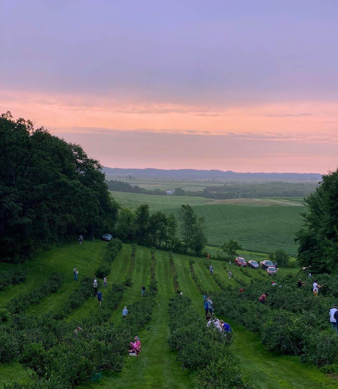 コナー・フランタのインスタグラム：「blueberry picking on a summer morning」