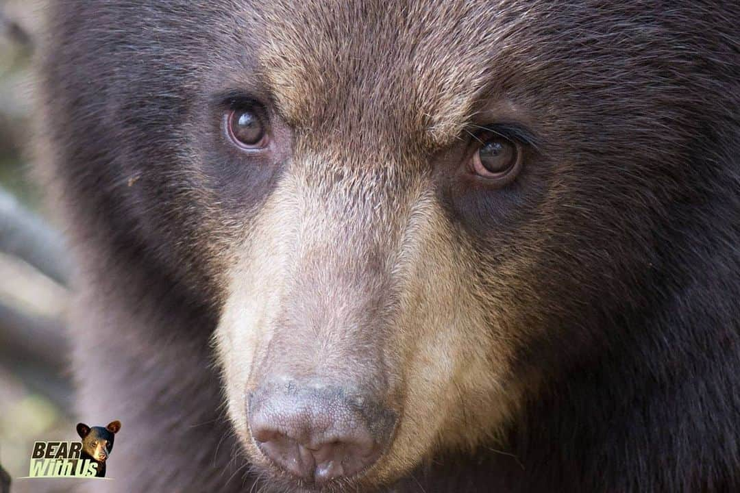 Bearsのインスタグラム：「Just one look into those eyes ♥  Copyrights to @bearwithus.bears  #bear #bears #bearcub #cub #animal #animals #saveourbears #bearlove #savetheanimals #love #cute #sweet #adorable」