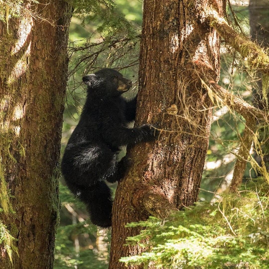 National Geographic Travelさんのインスタグラム写真 - (National Geographic TravelInstagram)「Photo by @daisygilardini  A young black bear climbs a tree in the Great Bear Rainforest in British Columbia, Canada. What to do when escaping from a bear? Running or climbing a tree is not your best option. A black bear can sprint up to 35 miles an hour (56 kilometers an hour) and climb a hundred feet (30 meters) up a tree in 30 seconds. Making a lot of noise while hiking in bear country is a good way to avoid confrontation with a bear. If you do find yourself at a close range with a bear, don’t run! Stay calm, stand your ground, and face the bear. Talk to the bear with a calm but firm voice so it can identify you as a human. Back away slowly. With black bears, attack is usually a bluff. Say no loudly and firmly. Maintain eye contact and back away slowly. If the bear continues to charge, and it is not a bluff, use pepper spray. If the bear attacks you physically, fight back as hard as you can.  Follow me @DaisyGilardini for more images and stories behind the scenes. #bear #blackbear #greatbearrainforest #canada #britishcolumbia」7月25日 5時06分 - natgeotravel
