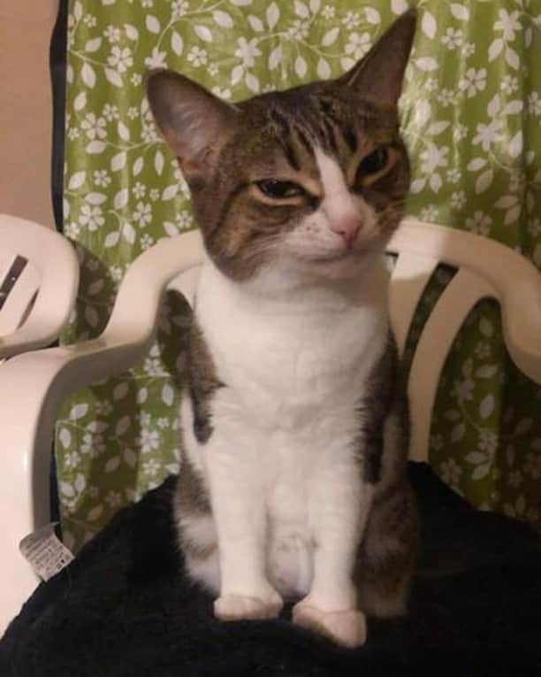 のインスタグラム：「Who just texted you? #captionthis⠀ ⠀ 📷@luna_themittenpaws⠀ ⠀ #meowed #lunathemittenpaws #tabby #tabbycat #captionthis」