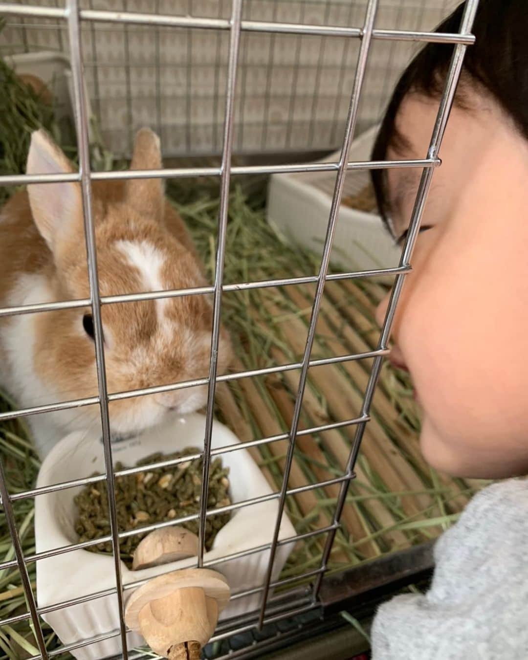 BUNNY?TUNA? さんのインスタグラム写真 - (BUNNY?TUNA? Instagram)「. ツナの弟(息子👦🏻)がいなくて寂しいよね〜。 最近は息子がよく喋るようになったから「ツナちゃんツナちゃん‼️」って言いながらよく話しかけてお世話してくれるようになりました🙏🏻 早く会いたいね〜🐰 . #ツナは今の方が静かでいいかも😅#追いかけまわされないし #ネザーランドドワーフ#ツナ#TUNA#うさぎ#ふわもこ部#うさぎ部#うさぎのしっぽ#ペット#netherlanddwarf#bunnystagram#rabbit#lapin#cutebunny#bunnylove#bunnies#pet#petgram#rabbitstagram#japan#kawaii#weeklyfluff#cutepetclub#instapets#instabunnies#animallovers」7月25日 6時14分 - bunny_tuna