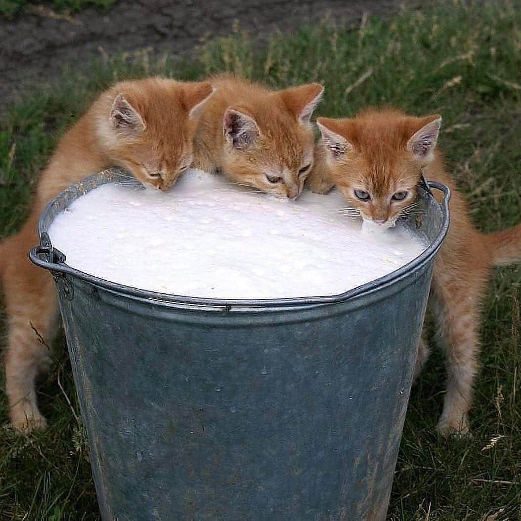 Cute Pets Dogs Catsさんのインスタグラム写真 - (Cute Pets Dogs CatsInstagram)「😻 lunchtime ❤️⠀⠀⠀⠀ Support us with a ❤️ Notification ON 💙 #kittens_of_world and follow us to be featured 😸 #chat #neko #gato #gatto #meow #kawaii #nature #pet #animal #instacat #instapet #mycat #catlover #cat #cats #catofinstagram #catoftheday #catlover #catsagram #catlovers #cat_features #catlady #catlife #catlove #catsgram」7月25日 6時19分 - dailycatclub