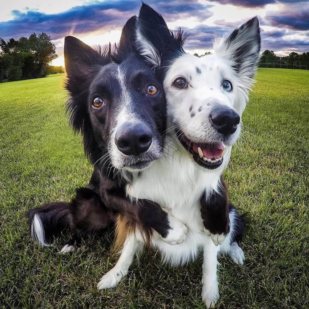 9GAGさんのインスタグラム写真 - (9GAGInstagram)「Sometimes a hug is all you need 💛⠀ Follow @barked for more cute dogs!⠀ -⠀ 📷 @kelly_bove⠀ -⠀ #barked #BorderCollie #9gag」7月25日 7時00分 - 9gag